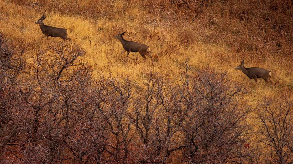 Utah Wildlife Board approves new mule deer plan, some changes to hunting drawing process