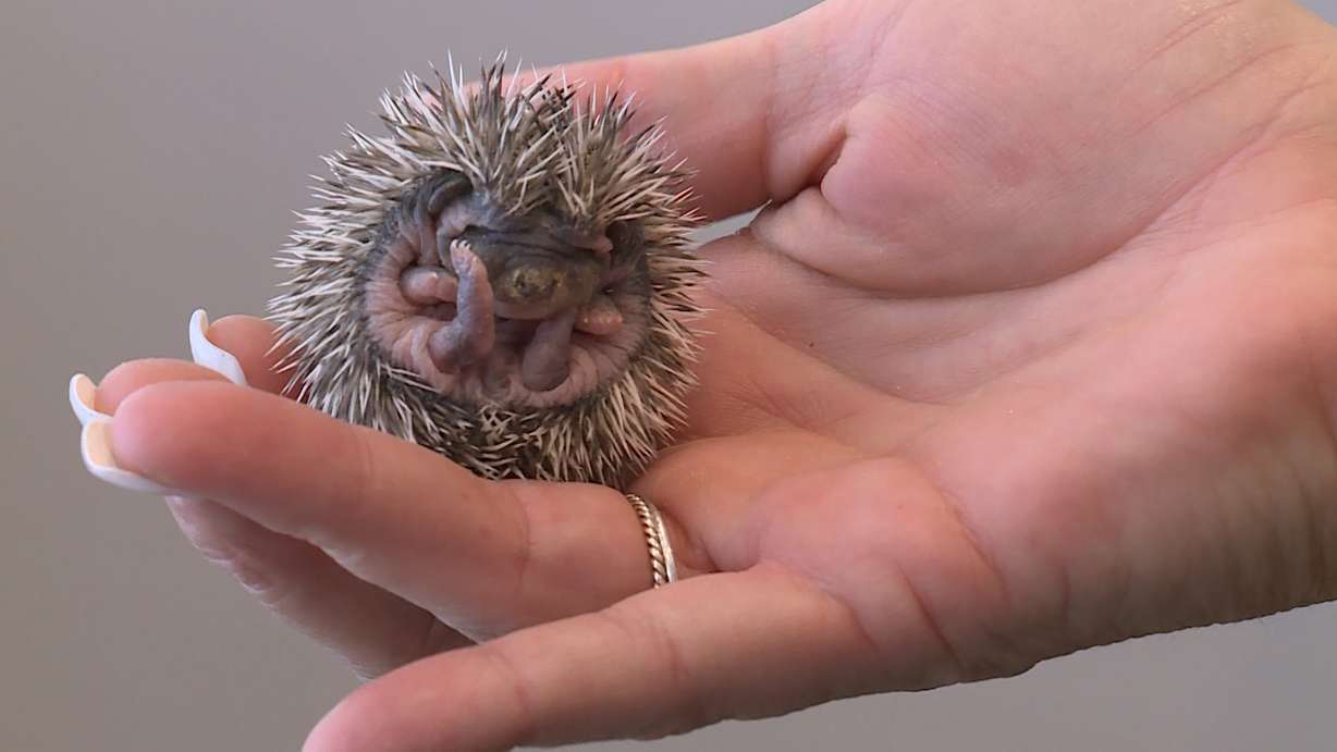Stephanie Keller holds up a baby hedgehog at her home Sunday, Dec. 8, 2019. Photo: Ray Boone, KSL TV
