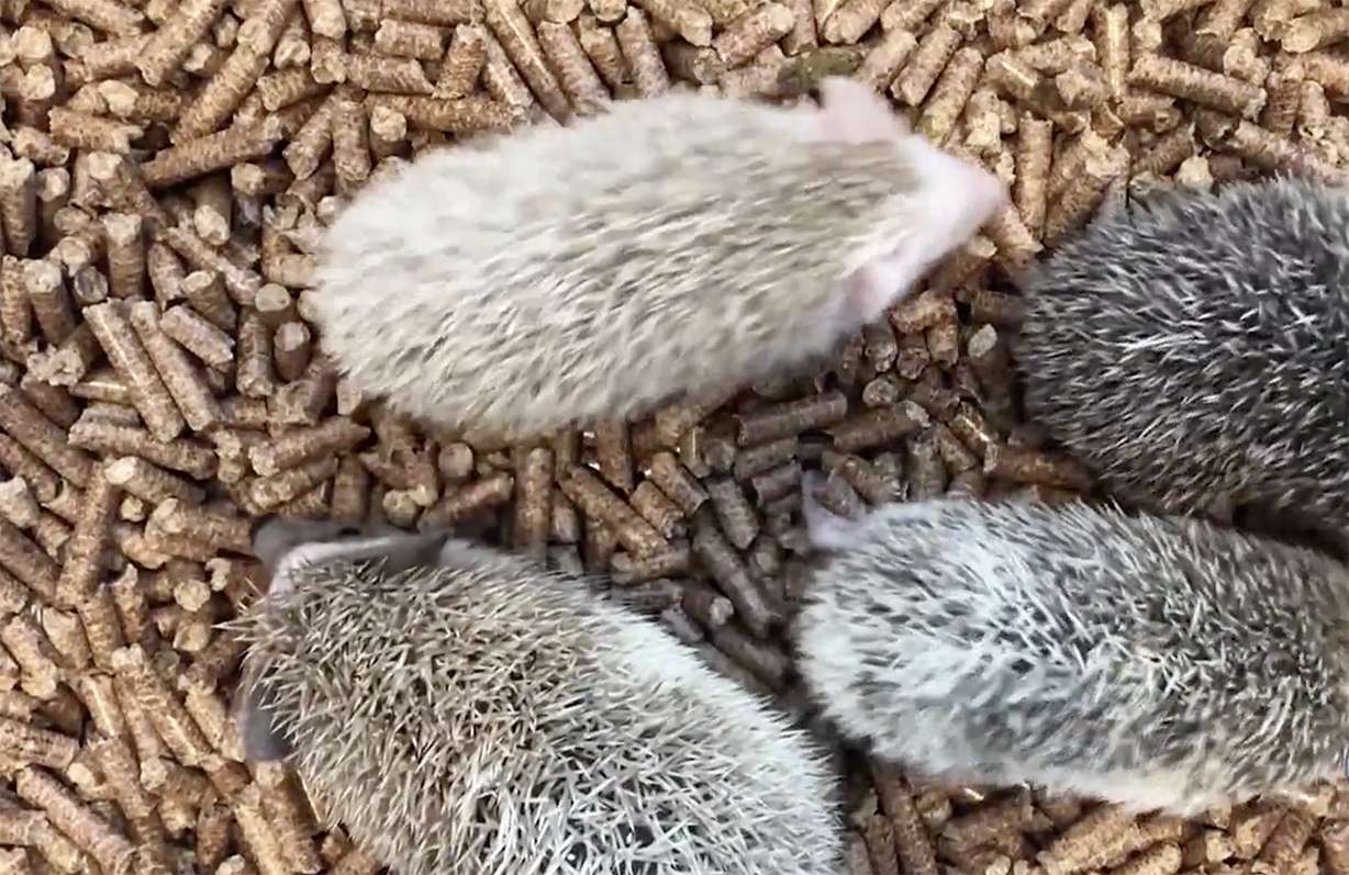 Photo: Ray Boone, KSL TV