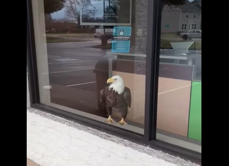 Have You Seen This? Bald eagle (and breakfast) crash into H&R Block