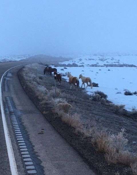 Abandoned horses in Uintah County are struggling with rangeland conditions and are getting hit by oil trucks and other vehicles as they wander onto highways. Uintah County officials just authorized roundups of several hundred of these horses beginning in January. (Photo: The Uintah Animal Control and Shelter Special Service District)