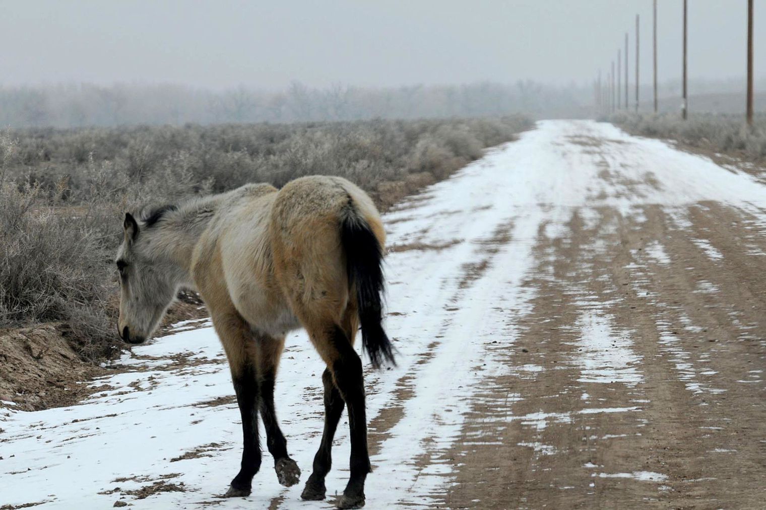 Uintah County plans to round up stray, abandoned horses next year