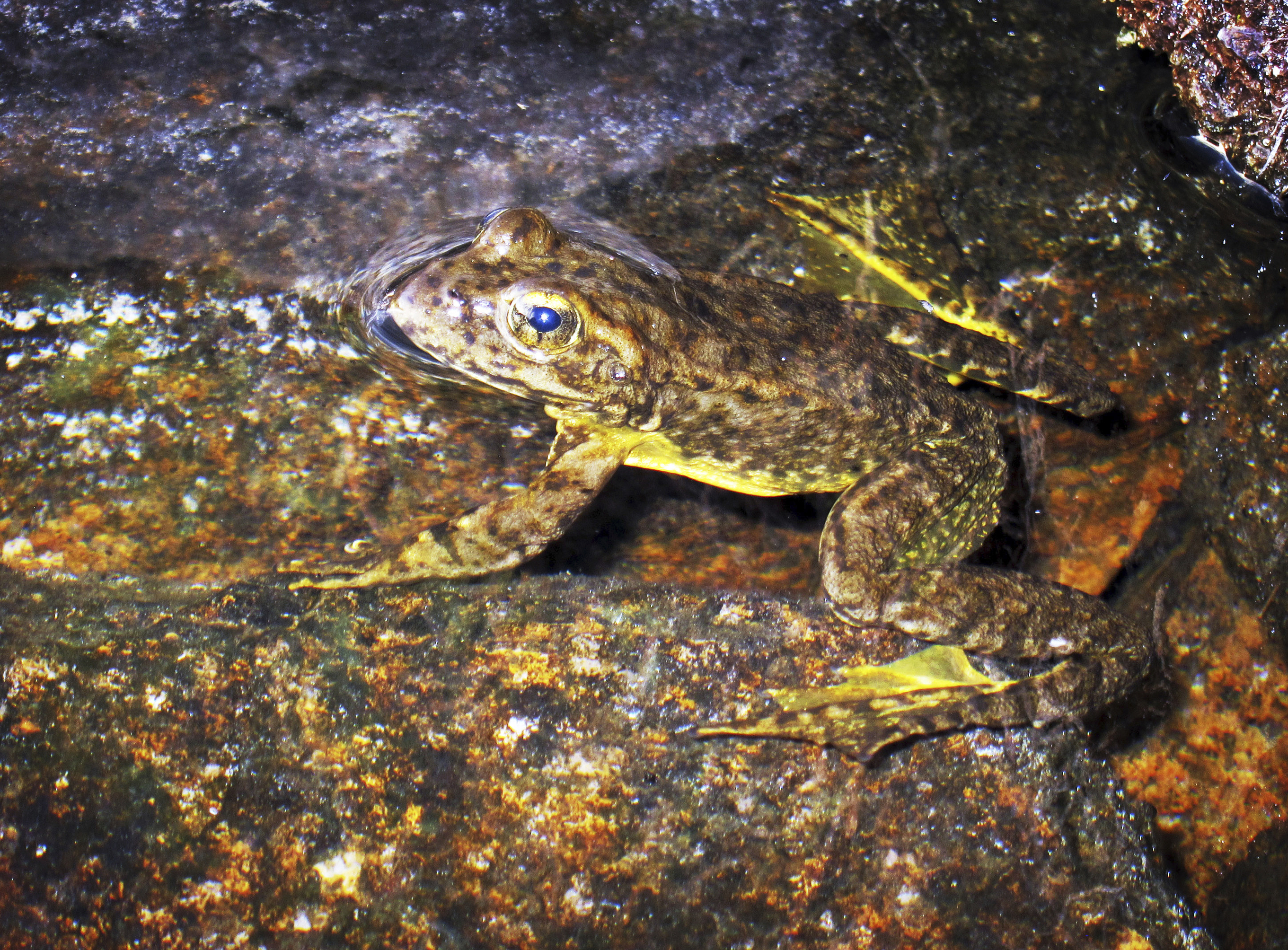 California commission lists yellow-legged frog as endangered