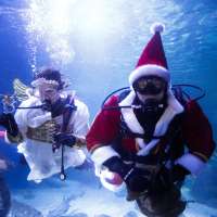 Ray of festive cheer: Santa feeds the fish in Berlin