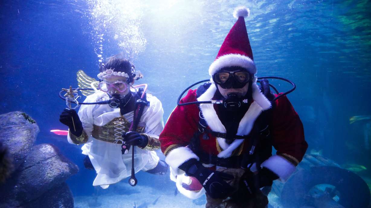 Ray of festive cheer: Santa feeds the fish in Berlin