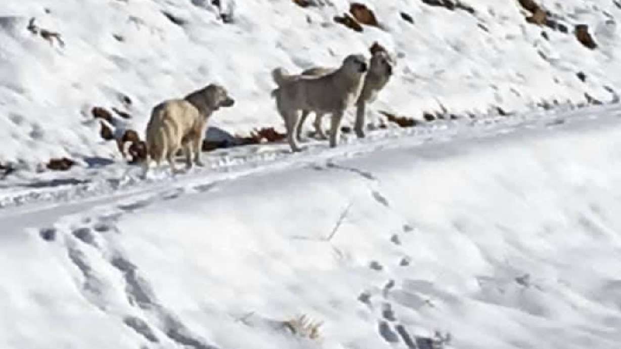 Popular Pyrenees puppies adopted while the search for the mother continues