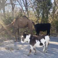 Wandering camel, cow, donkey to be featured in live Nativity