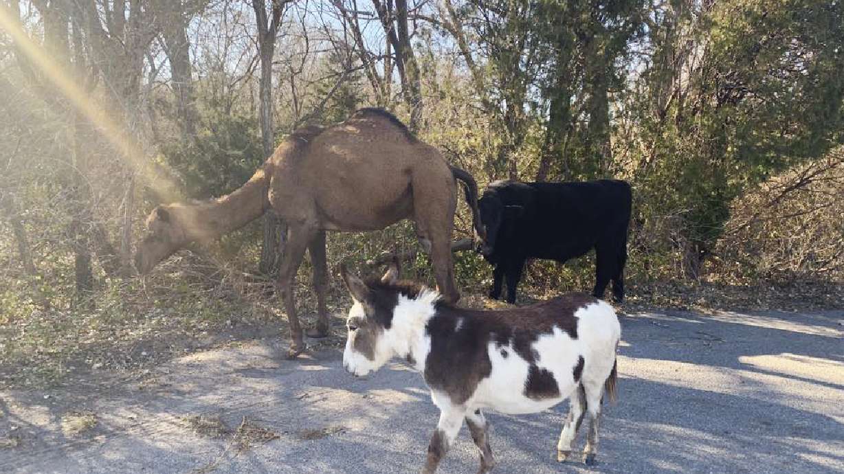 Wandering camel, cow, donkey to be featured in live Nativity