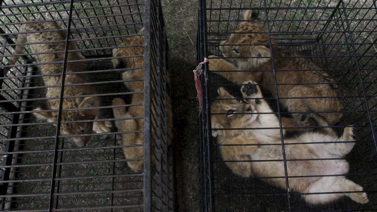 Indonesia nabs 2 suspected smugglers of leopard, lion cubs