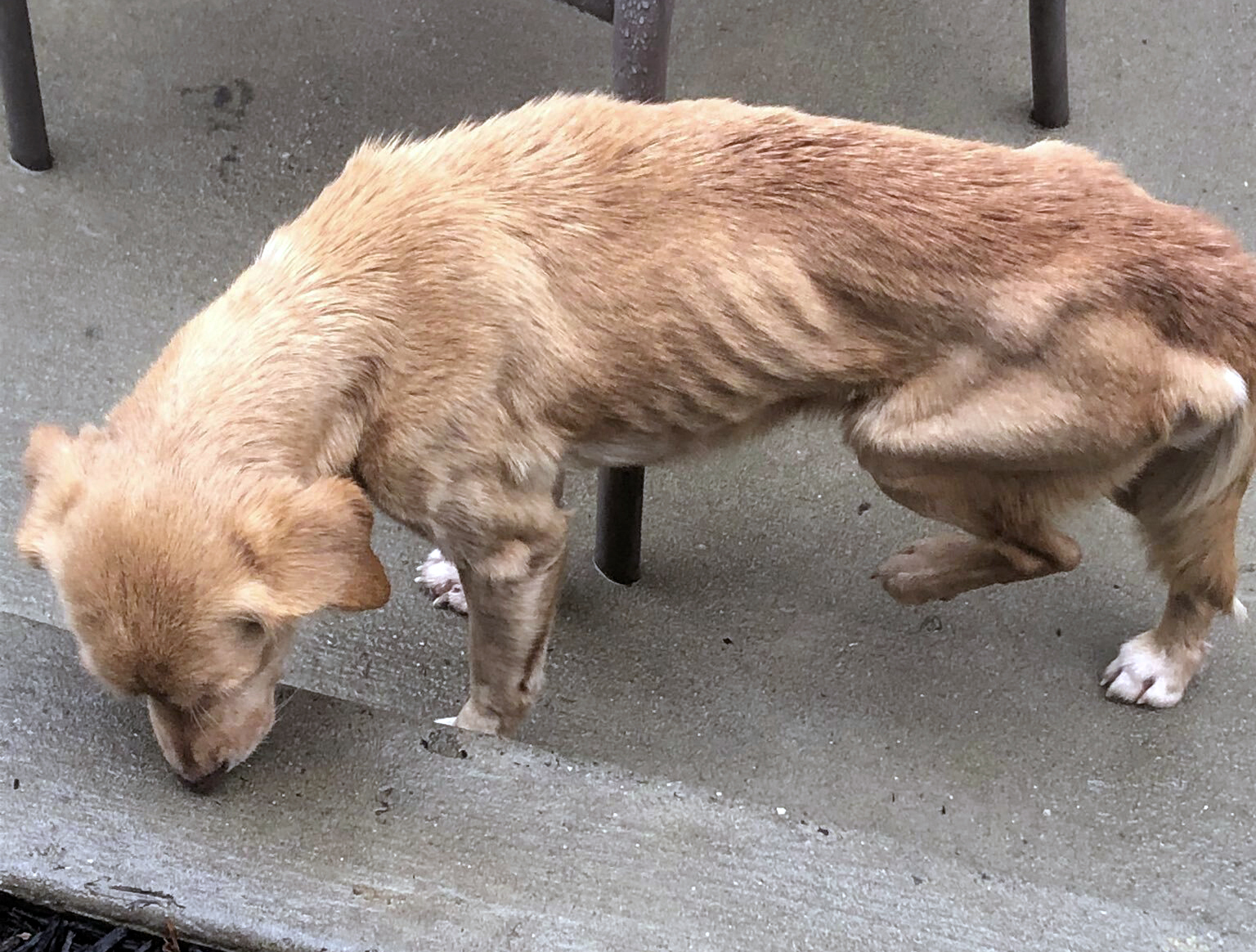 Malnourished dog adopted after walking into home amid storm
