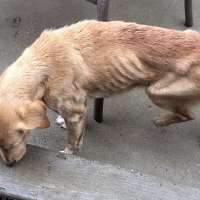 Malnourished dog adopted after walking into home amid storm