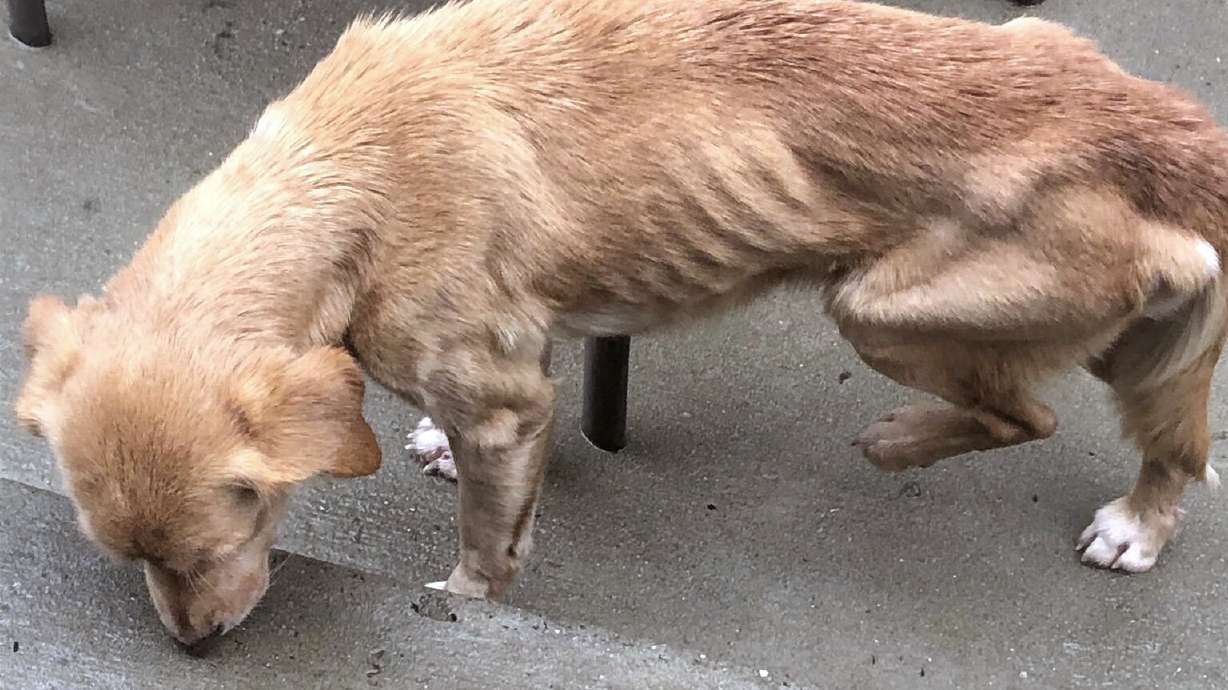 Malnourished dog adopted after walking into home amid storm