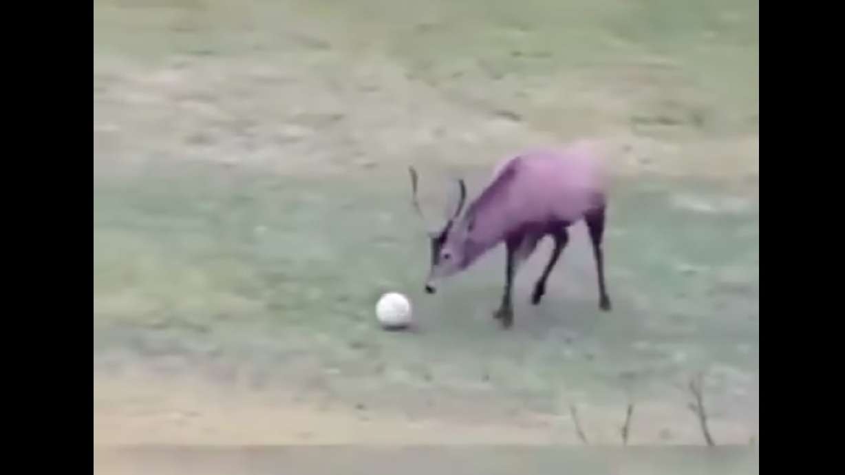Have You Seen This? Deer is a soccer superstar