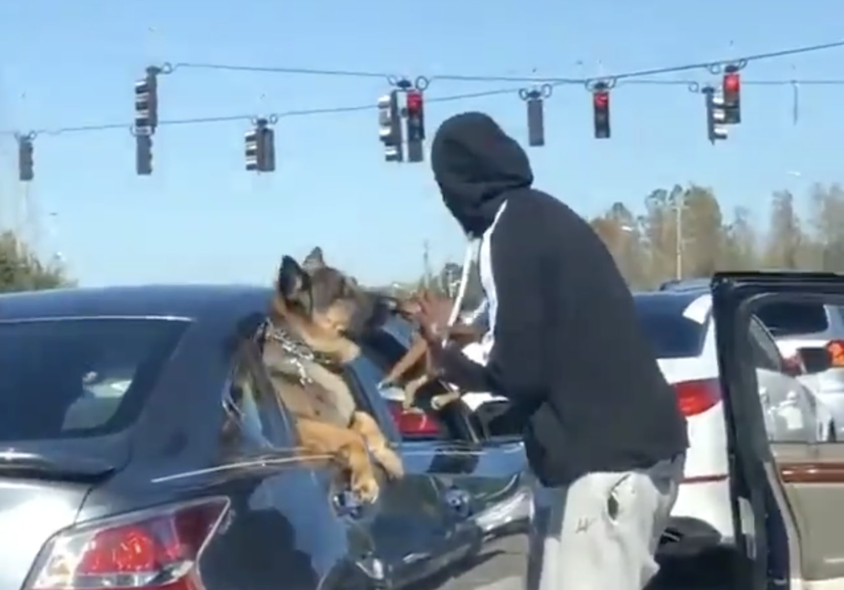 Have You Seen This? Dogs become friends at a red light
