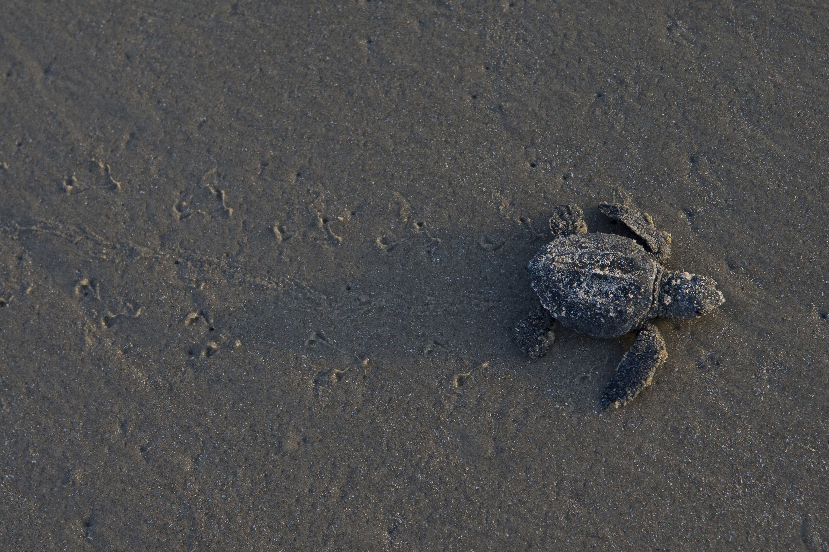 Plan to save sea turtles from shrimp boats scaled way back