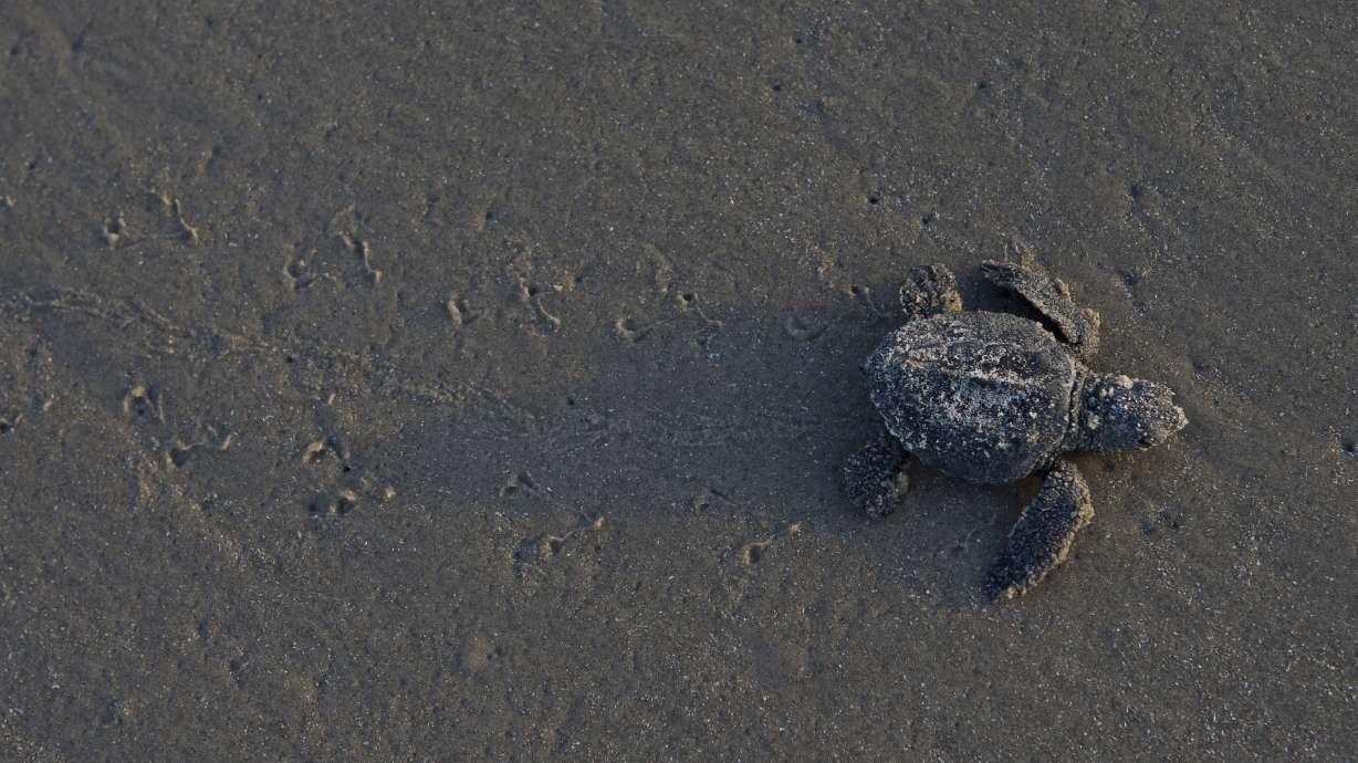 Plan to save sea turtles from shrimp boats scaled way back