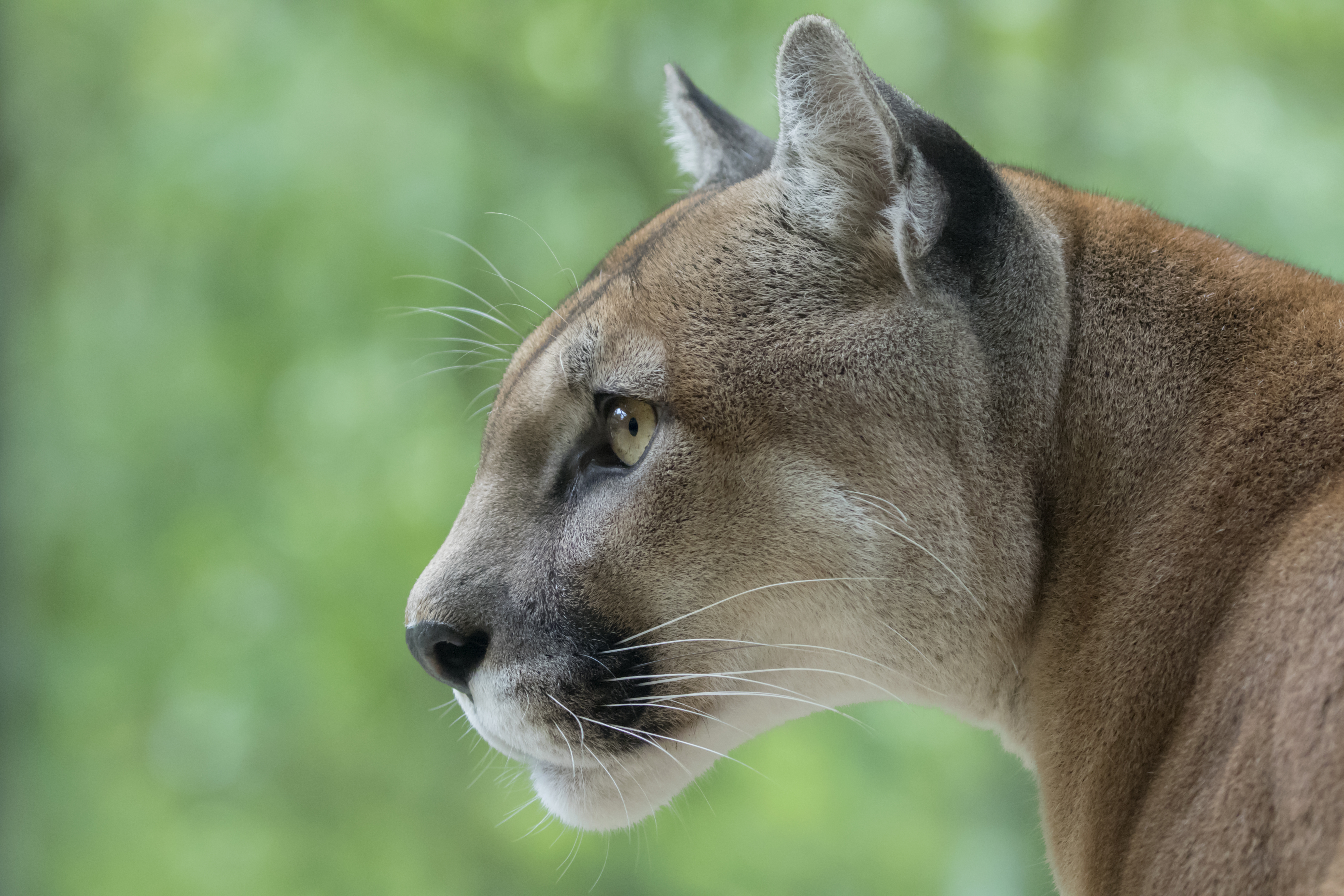 DWR warnings still in effect after cougar sightings in Bountiful
