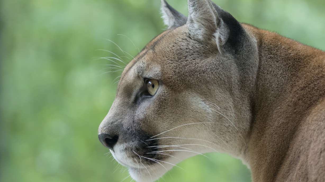 DWR warnings still in effect after cougar sightings in Bountiful