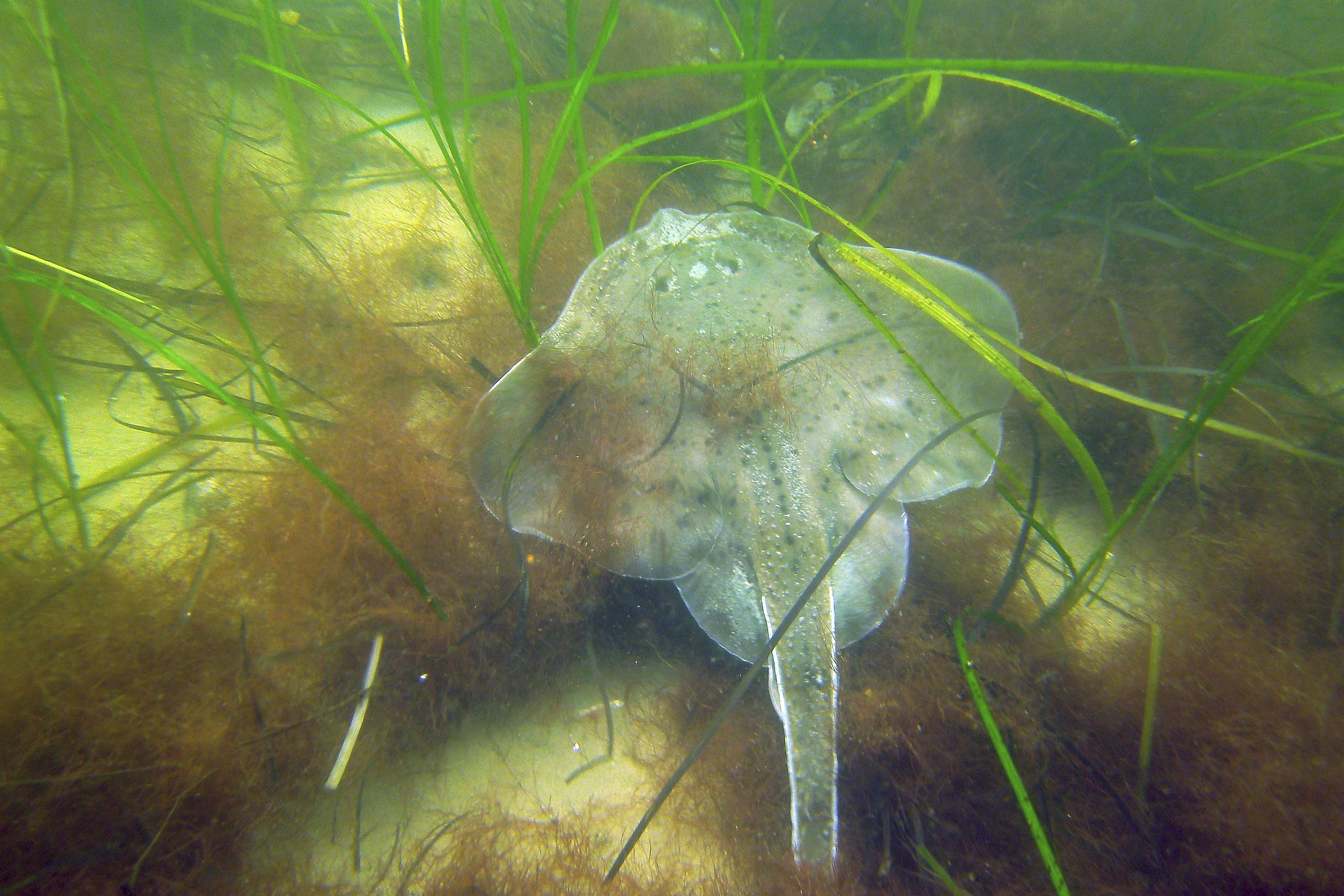 Scientists struggle to save seagrass from coastal pollution