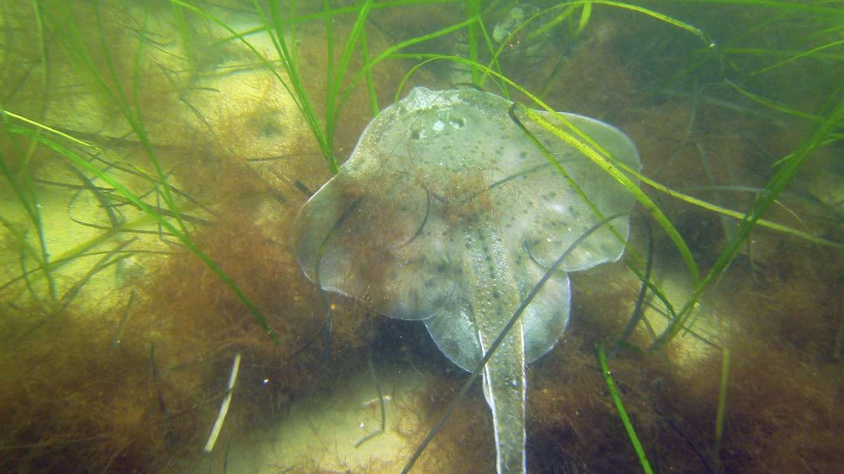 Scientists struggle to save seagrass from coastal pollution
