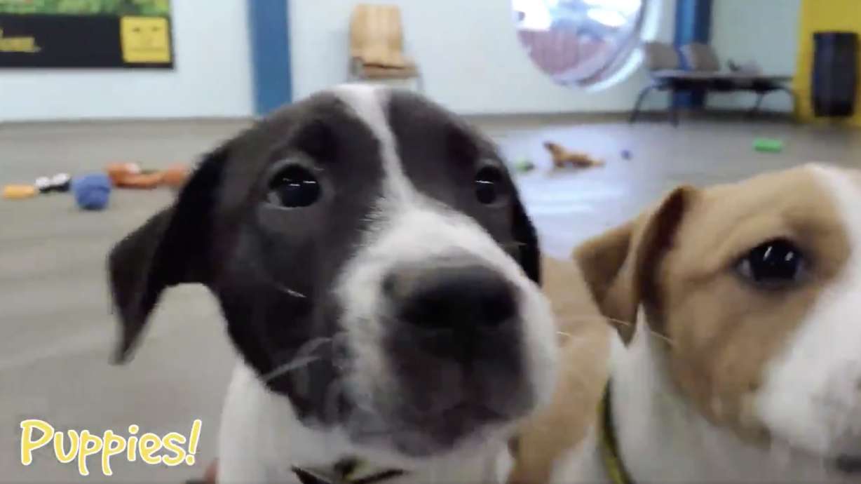 Have You Seen This? Shelter dogs choose their own Christmas presents