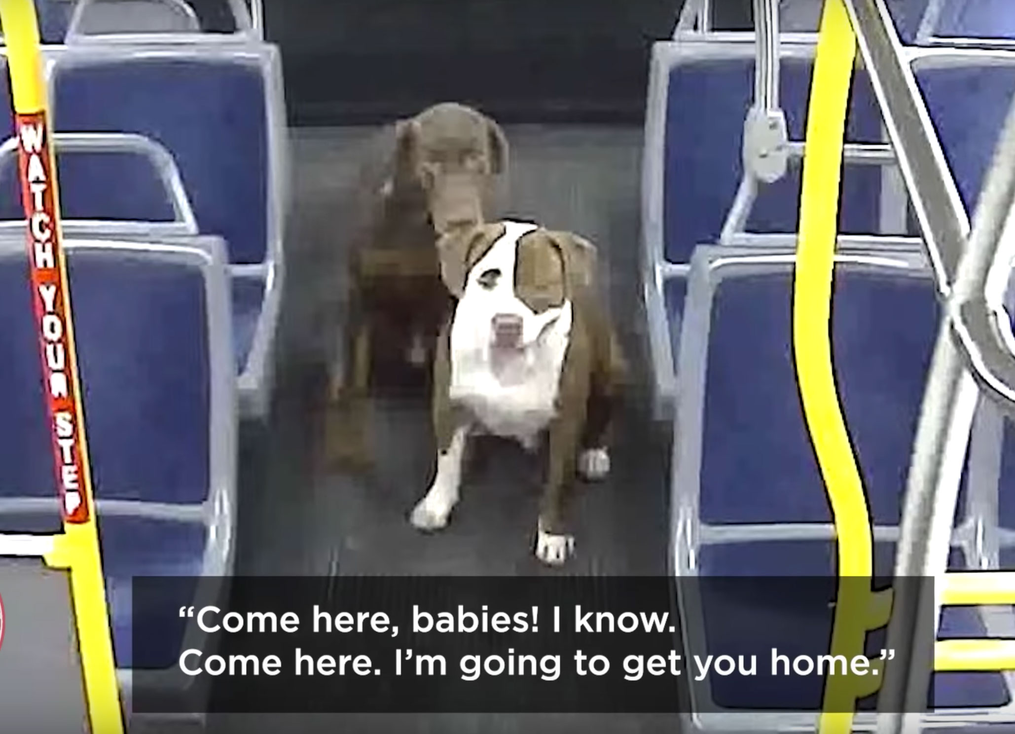 2 dogs made it home in time for Christmas thanks to a self-described dog whisperer and her county bus