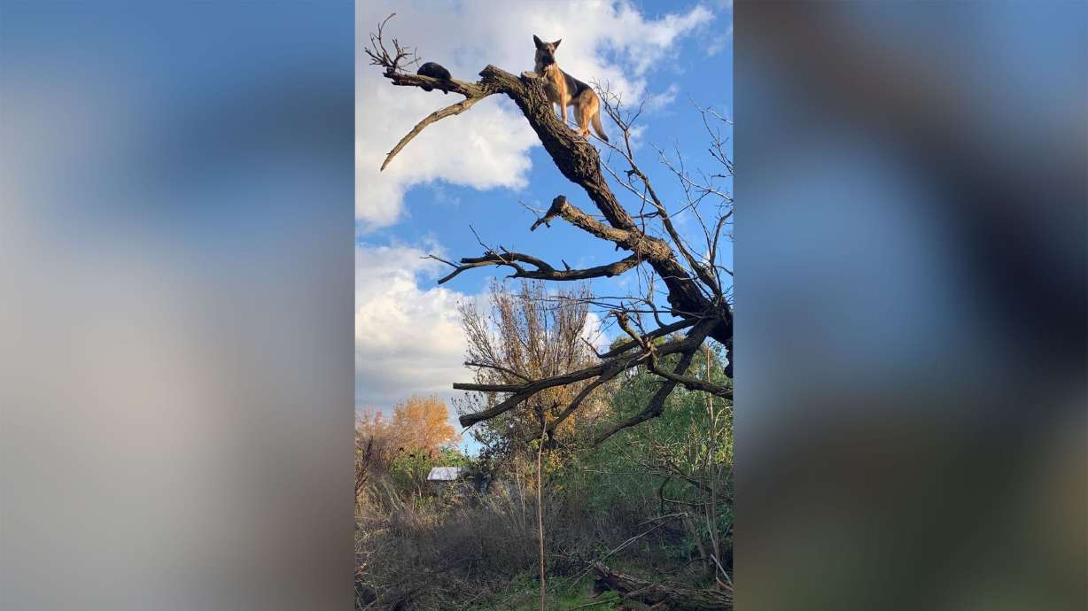 Are you furreal? Dog chases cat up tree and gets stuck, too. Firefighters have to rescue both
