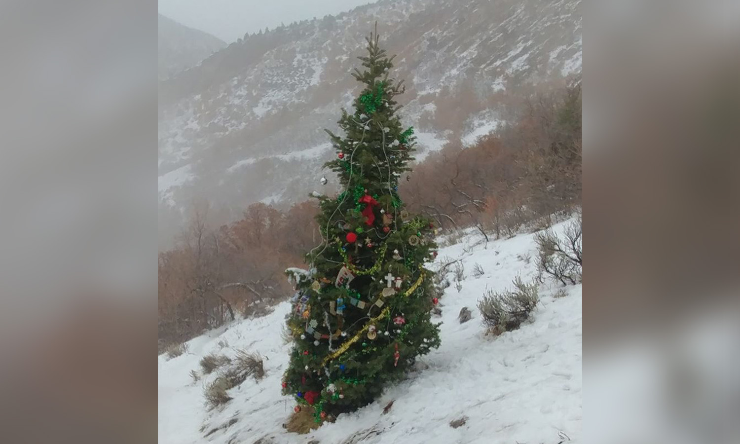 Have the post-Christmas blues? Try a hike to this living Christmas tree