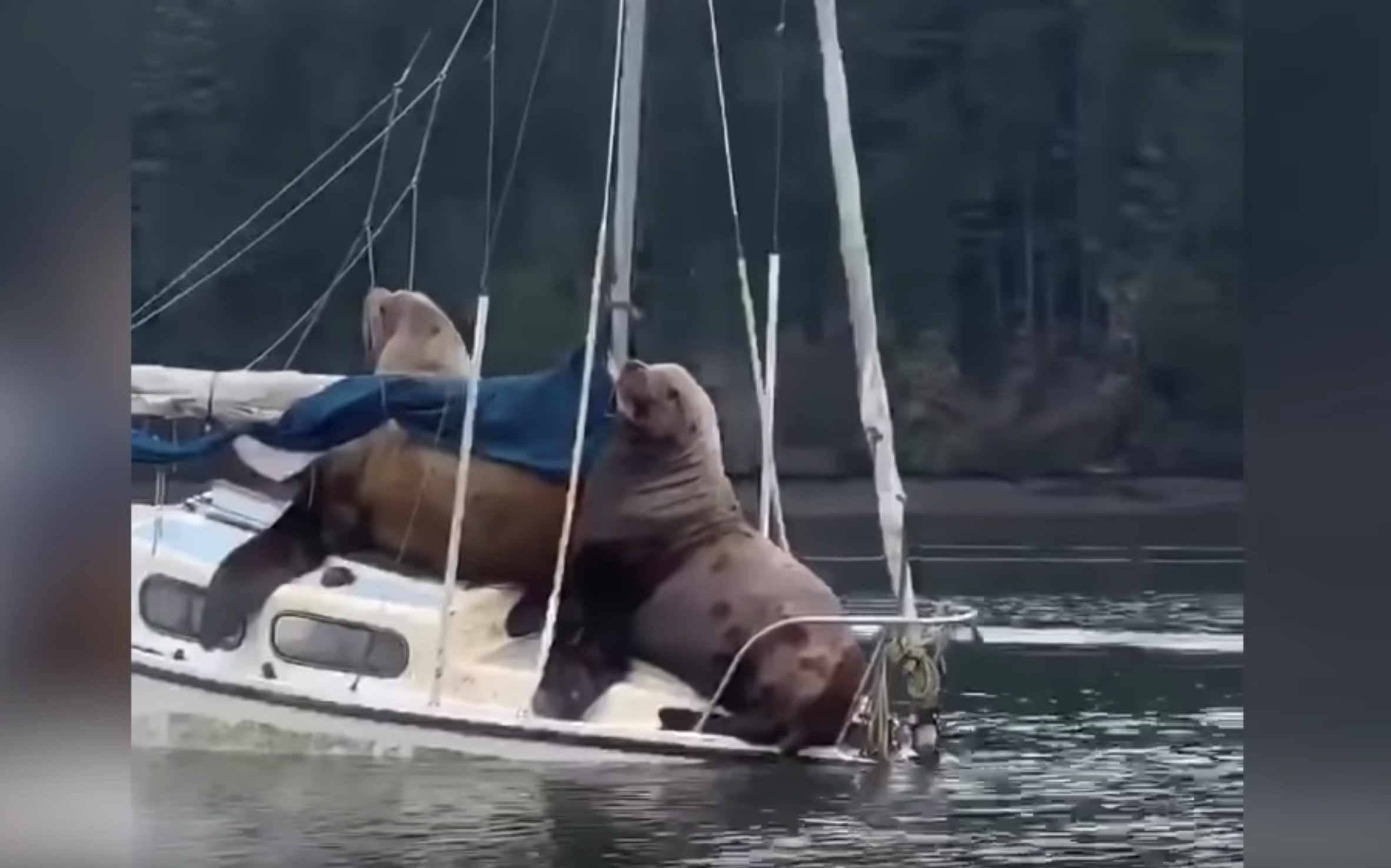 Have You Seen This? Huge sea lions nearly sink boat