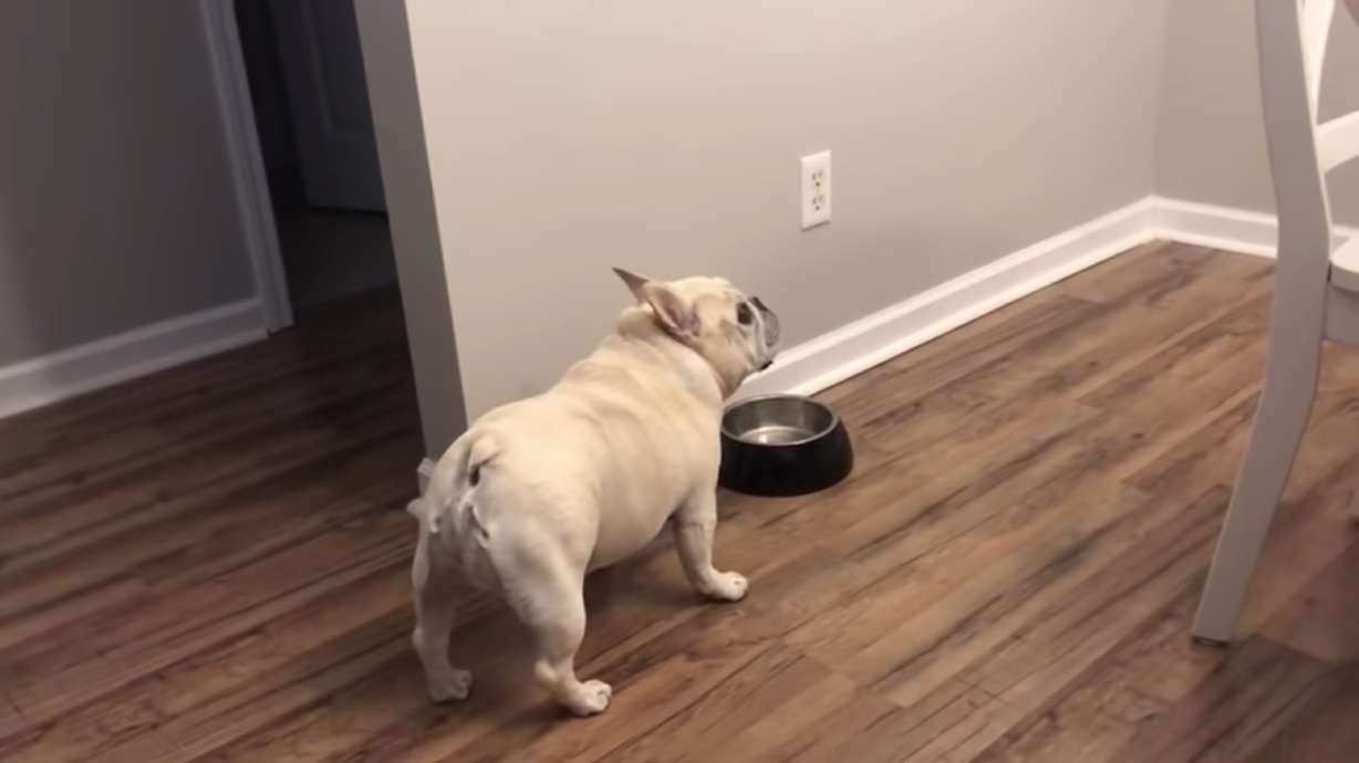 Have You Seen This? French bulldog on diet is all of us