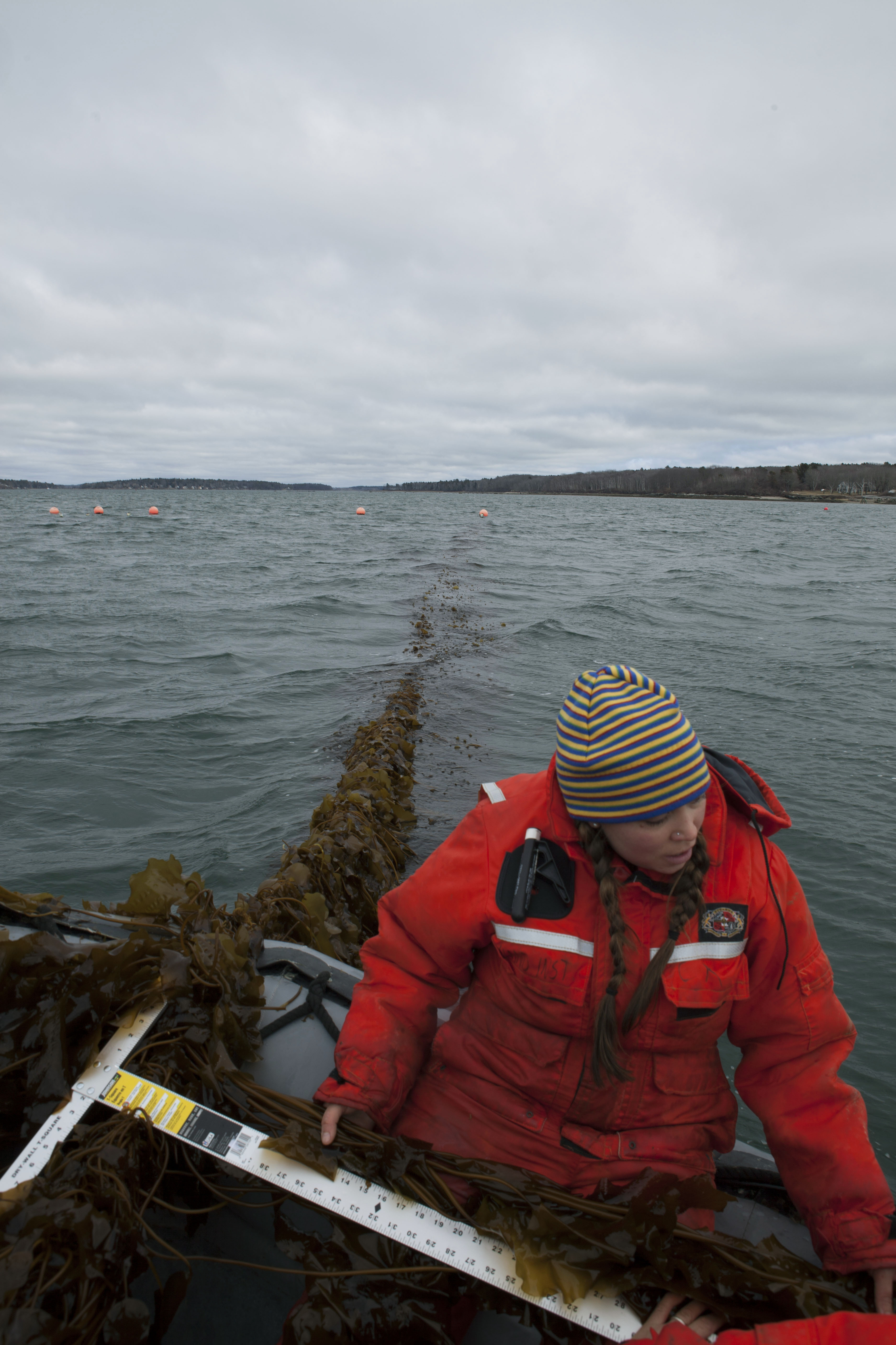 Slippery salvation: Could seaweed as cow feed help climate?
