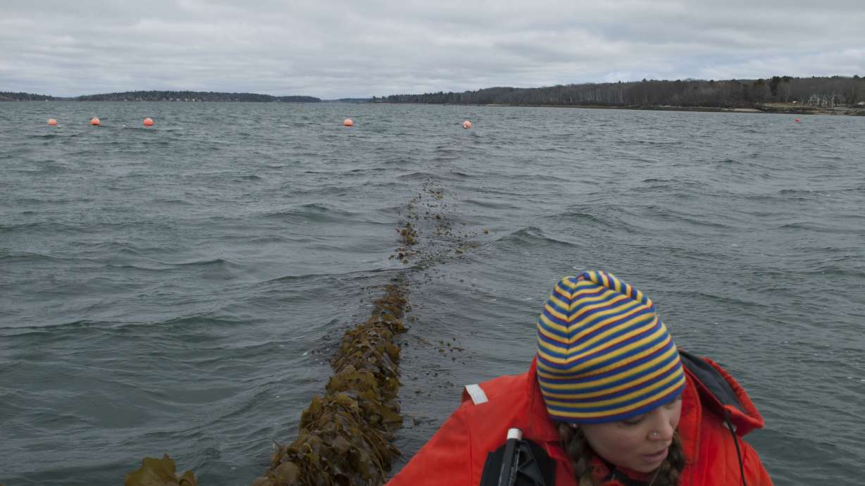 Slippery salvation: Could seaweed as cow feed help climate?