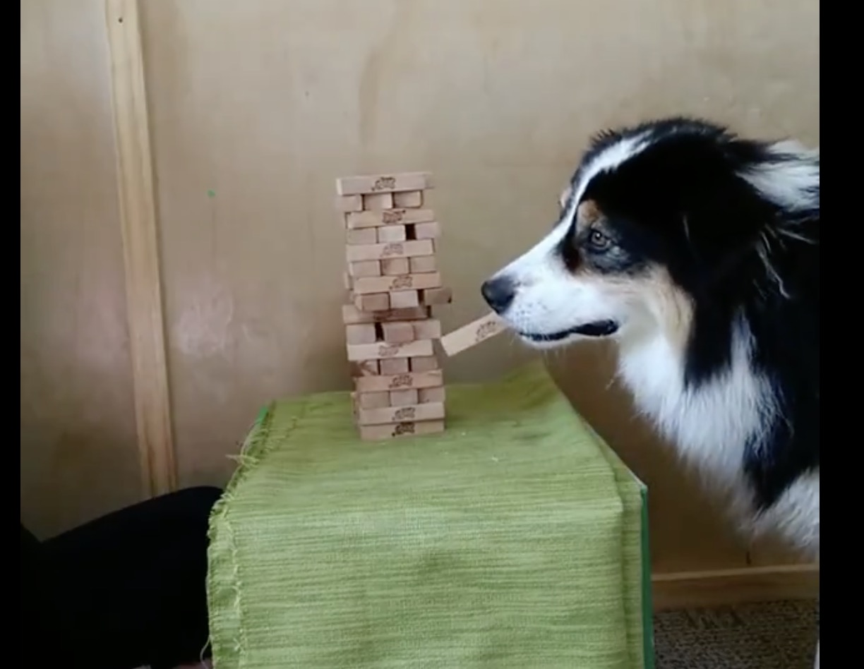 Have You Seen This? This dog is better than you at Jenga