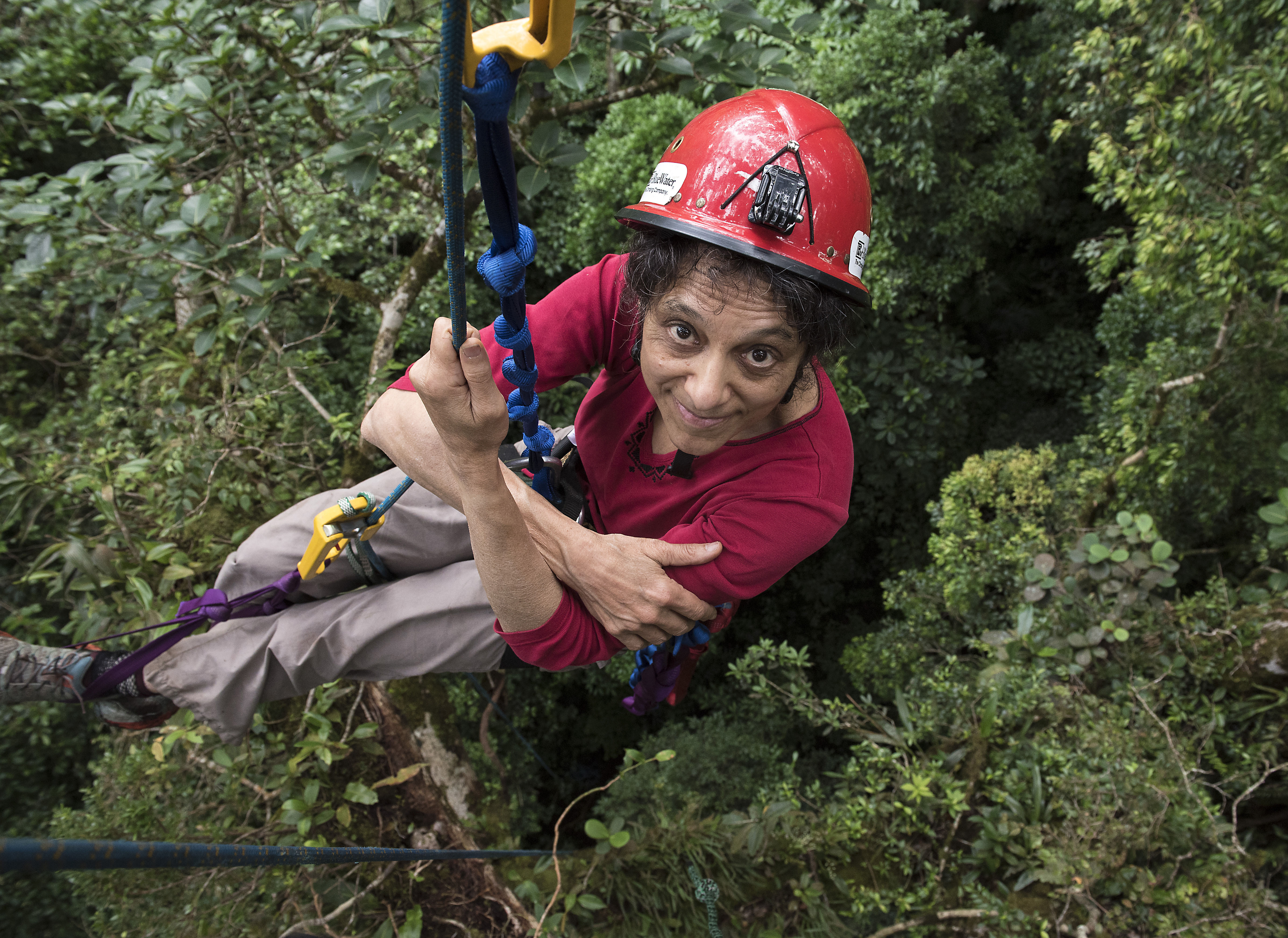 In this 2014 photo provided by Sybil Gotsch shows ecologist Nalini Nadkarni studying the rainforest canopy in the Monteverde region of Costa Rica. Photo: Syvil Gotsch, via AP
