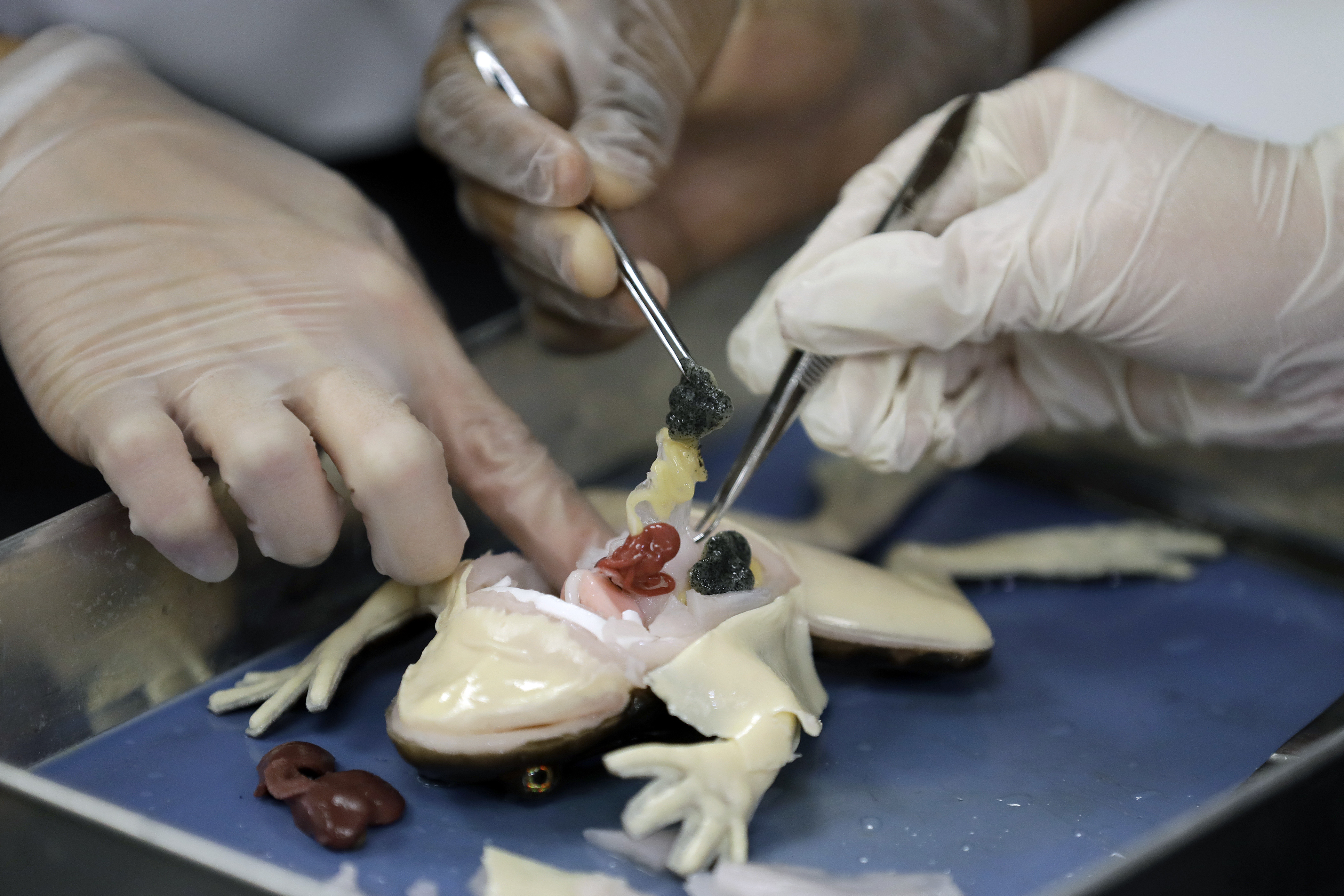 Fake frogs in school dissections eliminate gross-out-factor