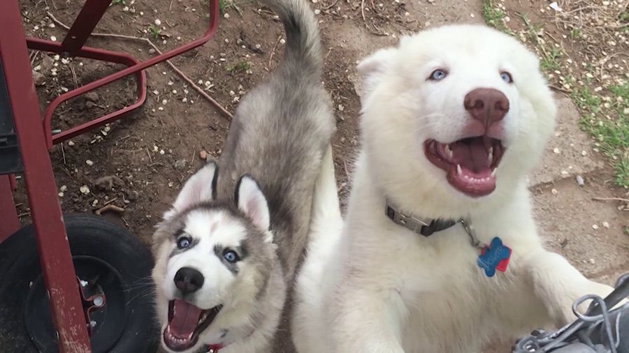 Austin Brown was playing in the backyard of his home on March 3, 2019, when two huskies from the neighbor’s yard got a hold of his arm from underneath the fence and chewed it off. (Photo: Family photo)