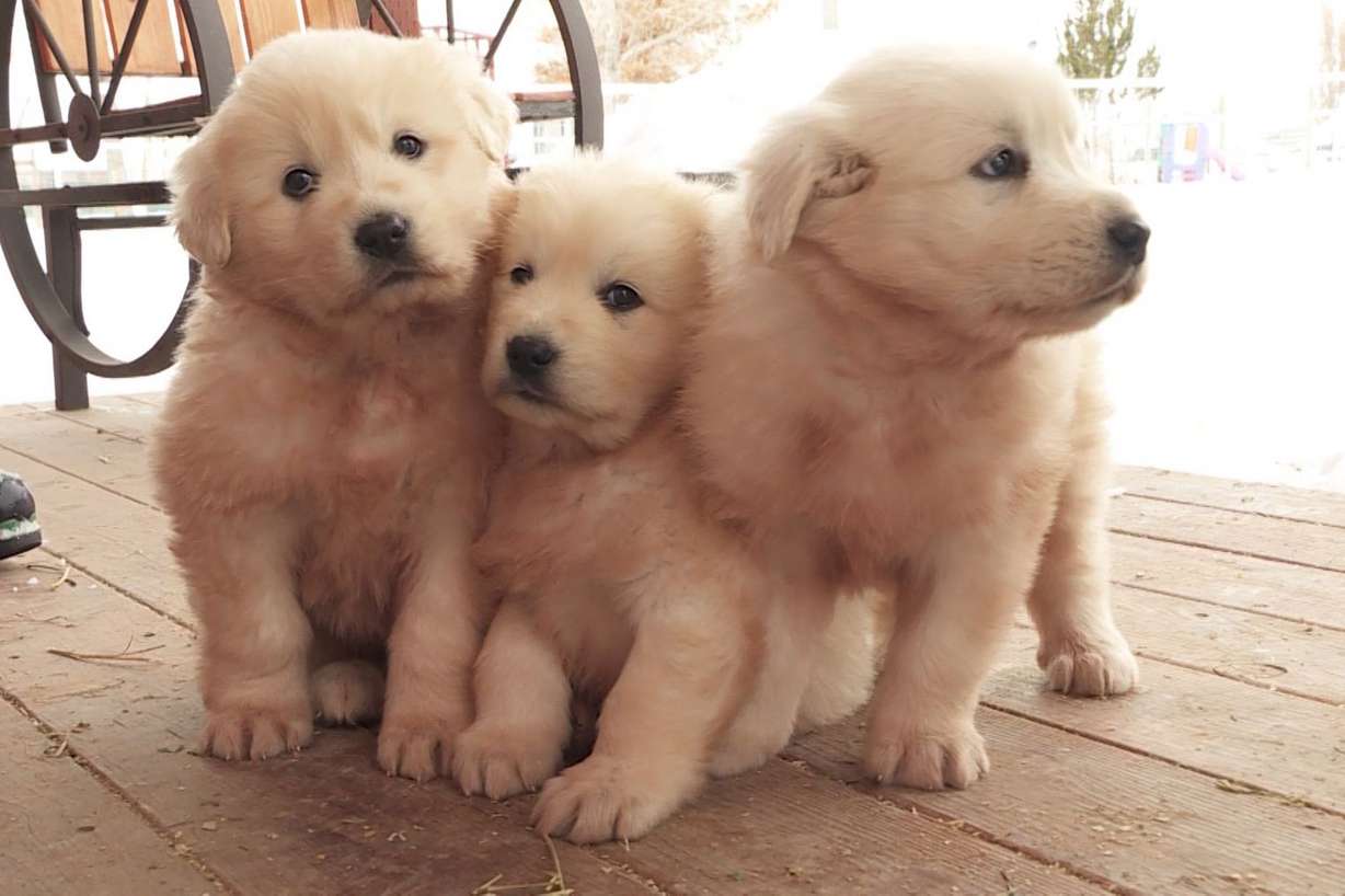 Three Great Pyrenees puppies are pictured after they were rescued on Sunday, Dec. 1, 2019. The puppies were found by snowmobilers east of Pineview Reservoir. Although the puppies were rescued and have been adopted, volunteers continue to search for their mother.