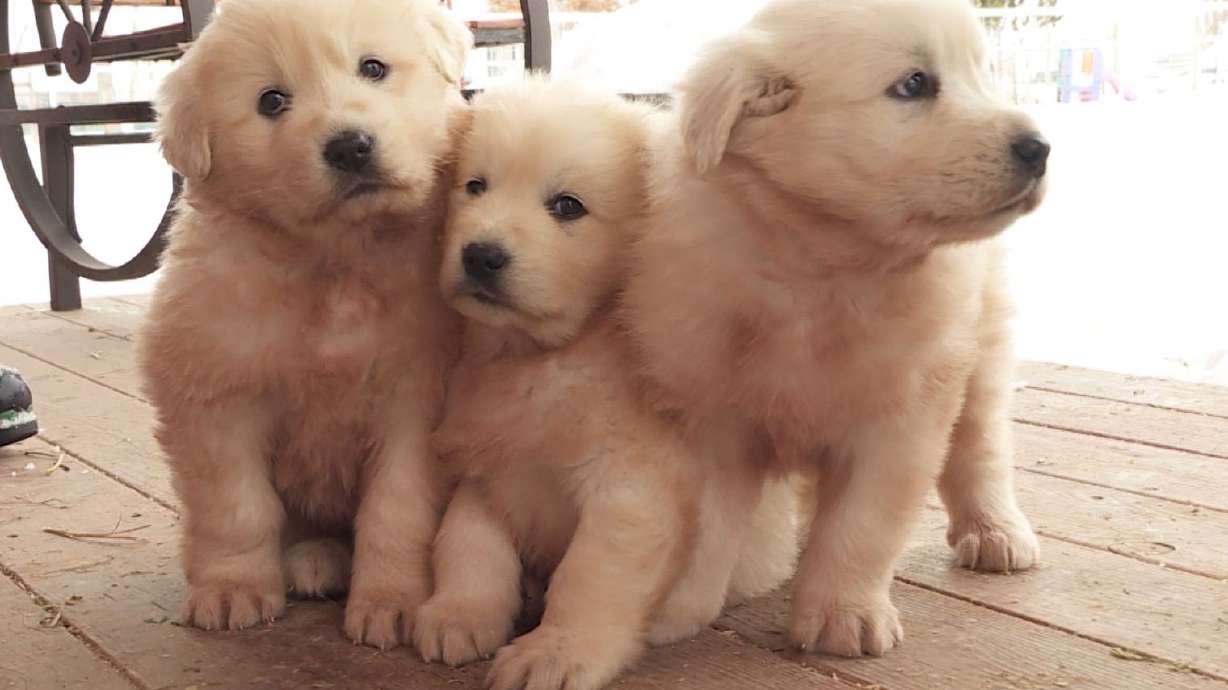 Saving Grace: Searchers won’t give up hunt for mother of rescued puppies