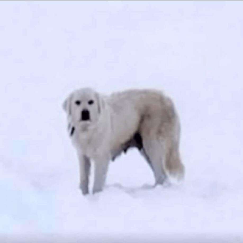 A picture of a Great Pyrenees dog named “Grace” was shared in a Facebook group by searchers who have spotted her from afar. (Photo: Facebook.com)