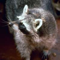 New research reveals urban raccoons across the US show early signs of domestication