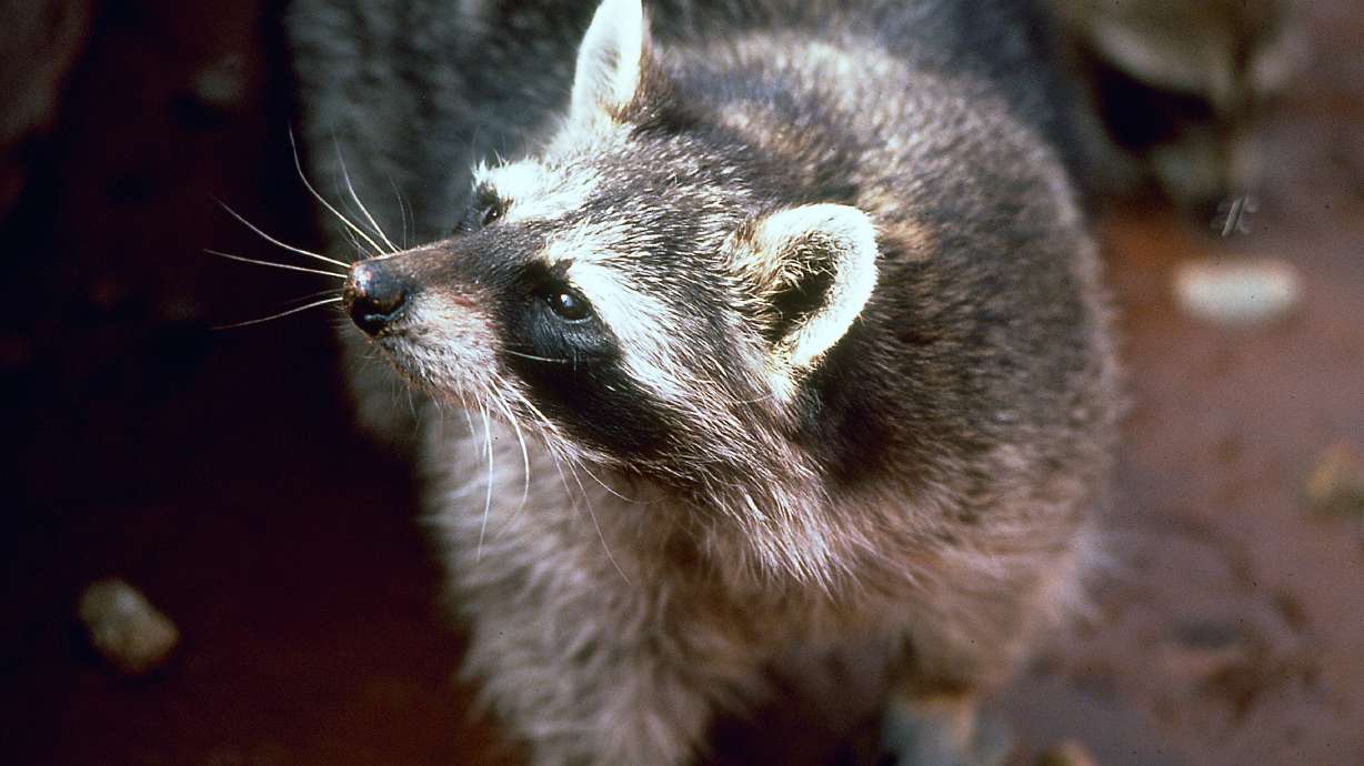 Raccoon attack prompts DWR to remind Utahns not to keep wildlife as pets