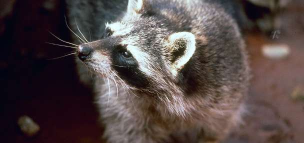 New research reveals urban raccoons across the US show early signs of domestication