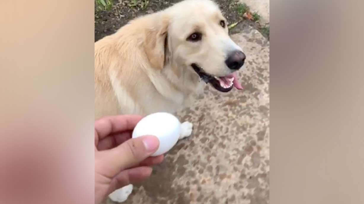 Have You Seen This? Watch this dog protect, then destroy an egg