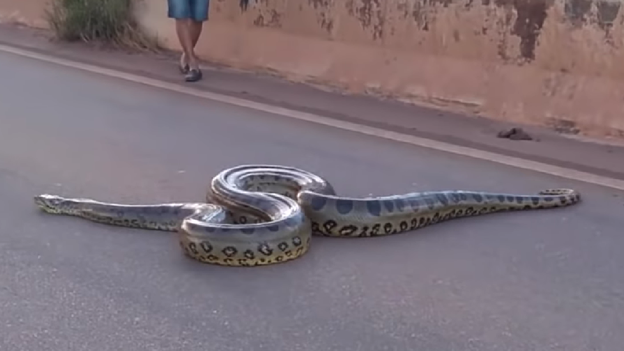 Have You Seen This? Giant anaconda crosses the highway