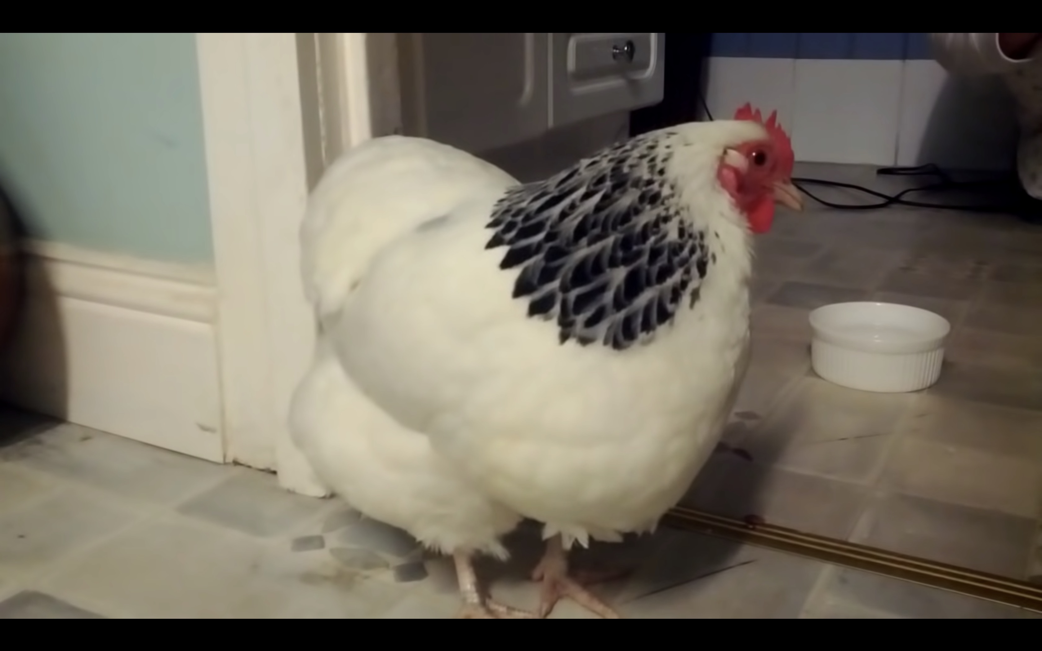 Have You Seen This? Yes, chickens sneeze