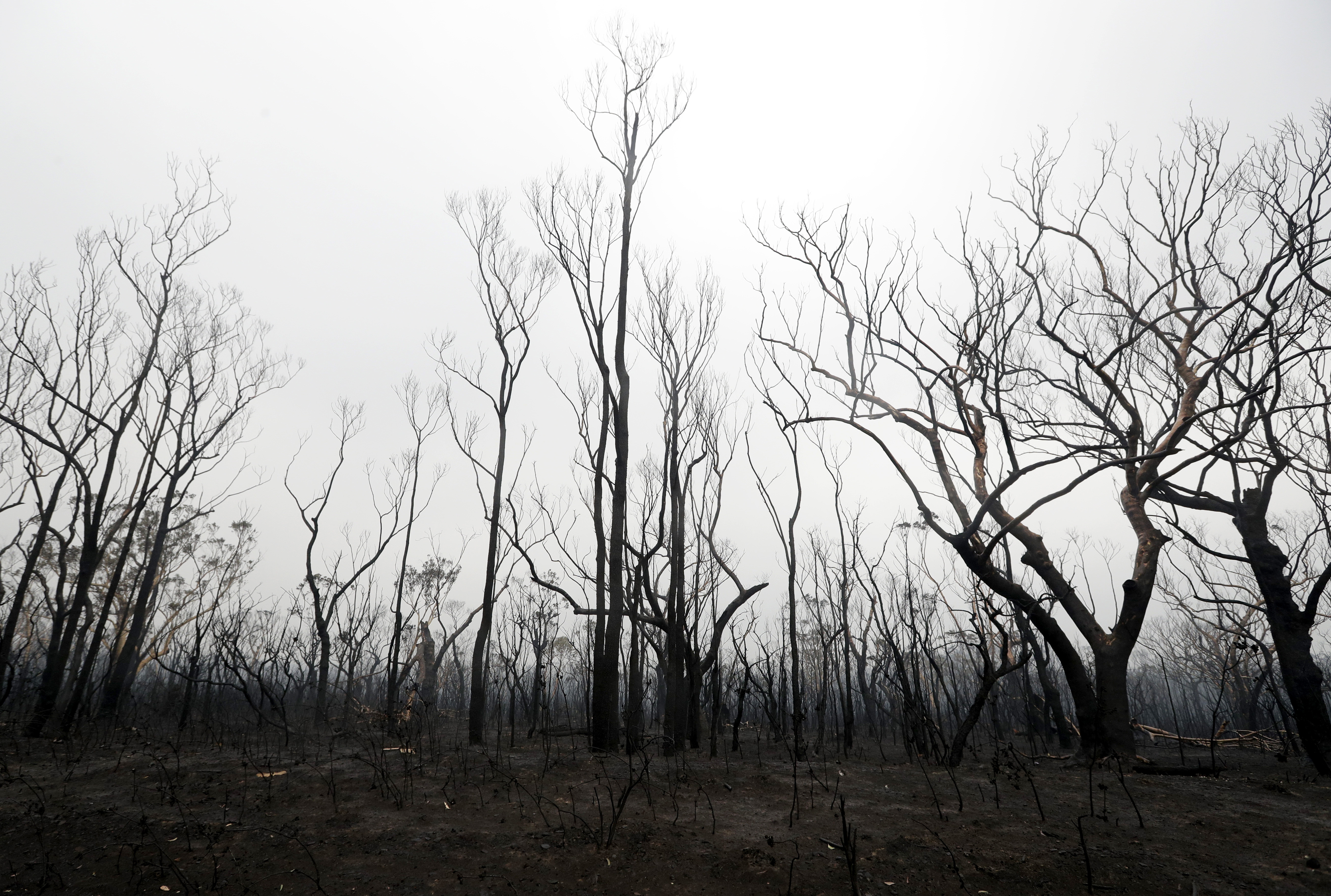 Australia to pay 'whatever it takes' to fight wildfires