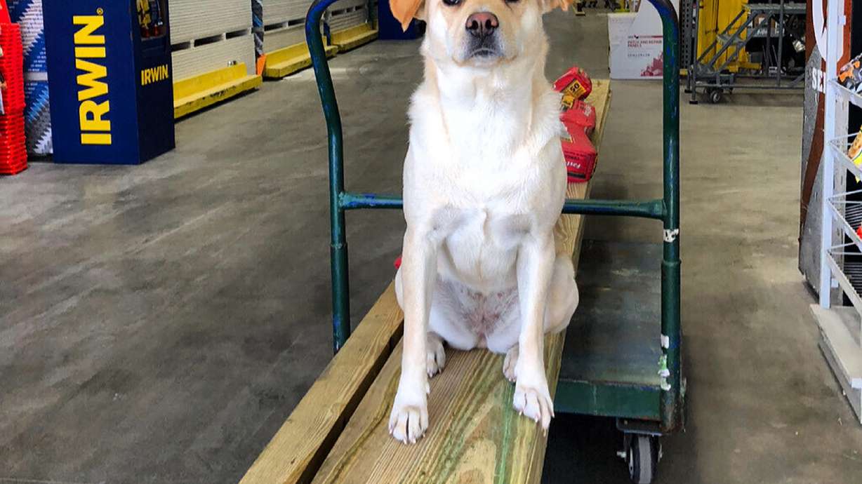 South Carolina man finds his stolen dog dead along a highway