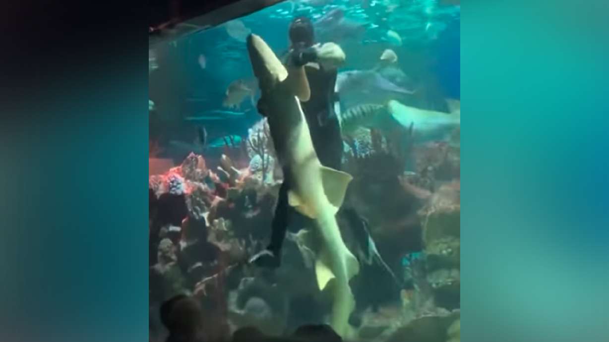 Have You Seen This? Scuba diver romantically dances with shark 🦈