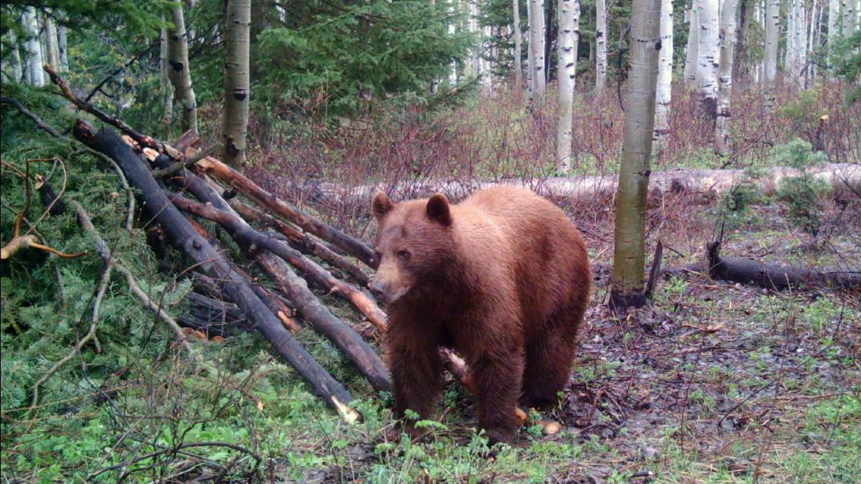 Utah Wildlife Board approves new bear hunting permits, changes to pursuit rules