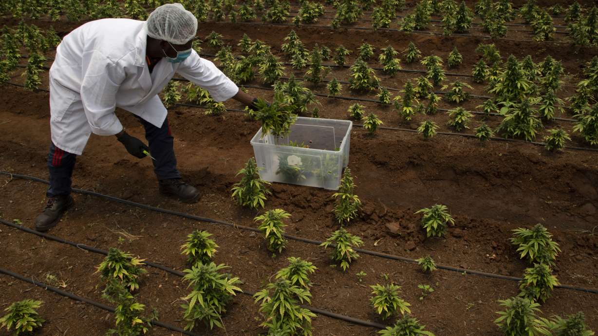 South Africa's black farmers fight to enter marijuana market
